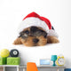 puppy yorkshire terrier 