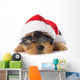 puppy yorkshire terrier 
