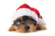 puppy yorkshire terrier 