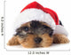 puppy yorkshire terrier 