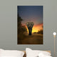 African Elephant Walking in Sunset 