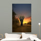 African Elephant Walking in Sunset 