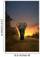 African Elephant Walking in Sunset 