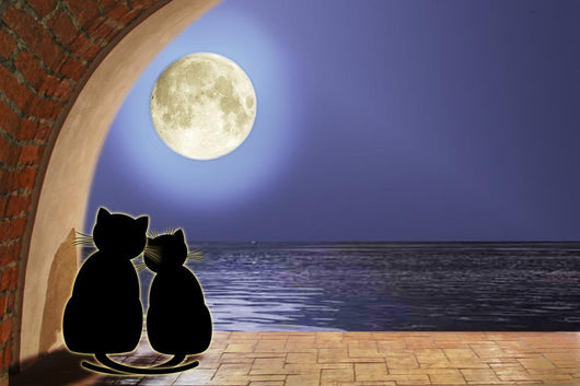 Cats in Love 