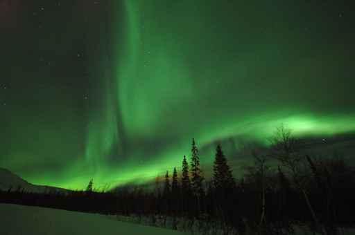 Aurora Polaris above Forest Wall Decal