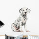 Side View of a Dalmatian Puppy Sitting, Looking at the Camera Wall Decal