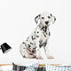 Side View of a Dalmatian Puppy Sitting, Looking at the Camera Wall Decal