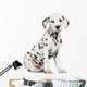 Side View of a Dalmatian Puppy Sitting, Looking at the Camera Wall Decal