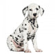 Side View of a Dalmatian Puppy Sitting, Looking at the Camera Wall Decal