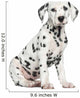 Side View of a Dalmatian Puppy Sitting, Looking at the Camera Wall Decal