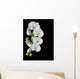 white orchid blossom isolated on black Wall Mural