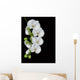 white orchid blossom isolated on black Wall Mural
