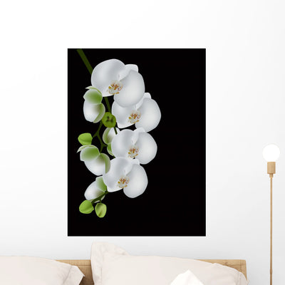 White Orchid Blossom Black Wall Mural shown on a wall