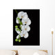 white orchid blossom isolated on black Wall Mural