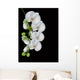 white orchid blossom isolated on black Wall Mural