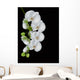 white orchid blossom isolated on black Wall Mural