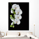 white orchid blossom isolated on black Wall Mural
