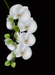 white orchid blossom isolated on black Wall Mural