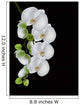 white orchid blossom isolated on black Wall Mural