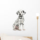 Dalmatian puppy sitting, isolated on white 