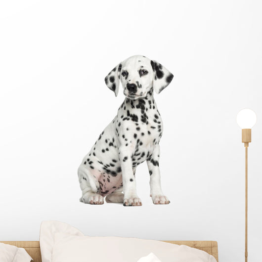 Dalmatian puppy sitting, isolated on white 