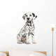 Dalmatian puppy sitting, isolated on white 