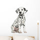 Dalmatian puppy sitting, isolated on white 