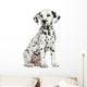 Dalmatian puppy sitting, isolated on white 