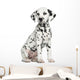Dalmatian puppy sitting, isolated on white 