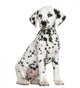 Dalmatian puppy sitting, isolated on white 