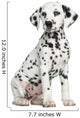 Dalmatian puppy sitting, isolated on white 