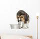 Front view of a Beagle puppy looking down at his dog bowl 