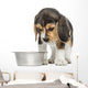 Front view of a Beagle puppy looking down at his dog bowl 