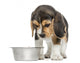 Front view of a Beagle puppy looking down at his dog bowl 