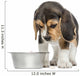 Front view of a Beagle puppy looking down at his dog bowl 