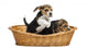 Two Beagle puppies Wall Decal