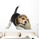 Front View of a Beagle Puppy Playing 