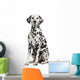 Dalmatian Sitting, Looking at the Camera, Isolated on White 