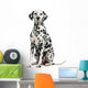 Dalmatian Sitting, Looking at the Camera, Isolated on White 