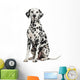 Dalmatian Sitting, Looking at the Camera, Isolated on White 