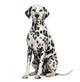 Dalmatian Sitting, Looking at the Camera, Isolated on White 