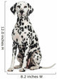Dalmatian Sitting, Looking at the Camera, Isolated on White 