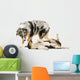 Border Collie and Australian Shepherd Playing Together, Isolated Wall Decal