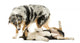 Border Collie and Australian Shepherd Playing Together, Isolated Wall Decal