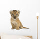 Lion cub sitting, looking at the camera, 16 days old, isolated 