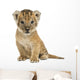 Lion cub sitting, looking at the camera, 16 days old, isolated 