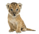 Lion cub sitting, looking at the camera, 16 days old, isolated 