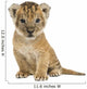 Lion cub sitting, looking at the camera, 16 days old, isolated 