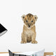 Lion cub, 4 weeks old, isolated on white Wall Decal