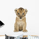 Lion cub, 4 weeks old, isolated on white Wall Decal